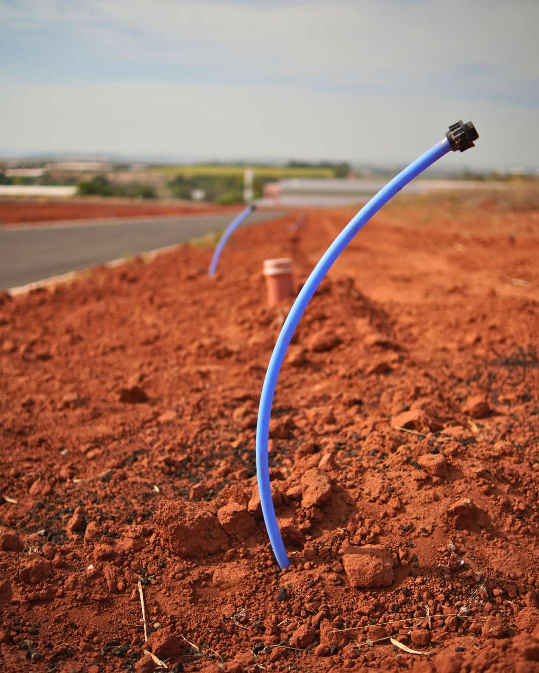 Obras - Março 2026 Campo de Gladíolos Holambra (8)